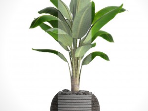 banana tree 3D Модель