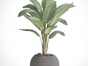 banana tree 3D Модель