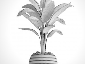 banana tree 3D Модель