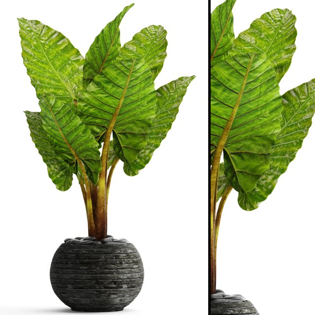 alocasia macrorrhiza Modelo 3D .c4d .max .obj .3ds .fbx .stl .blend 