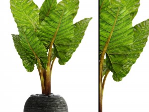 alocasia macrorrhiza 3D Model