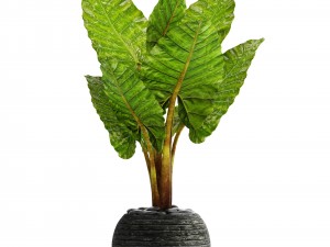 alocasia macrorrhiza Modelo 3D