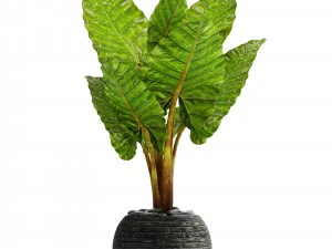 alocasia macrorrhiza 3D Model