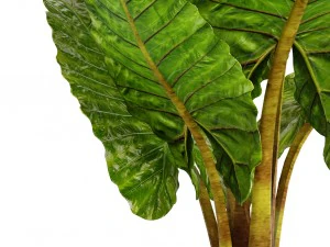 alocasia macrorrhiza 3D Model