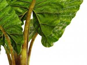 alocasia macrorrhiza Modelo 3D