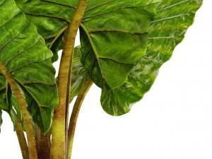 alocasia macrorrhiza 3D Model
