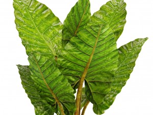 alocasia macrorrhiza Modelo 3D
