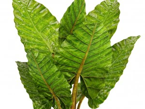 alocasia macrorrhiza 3D Model