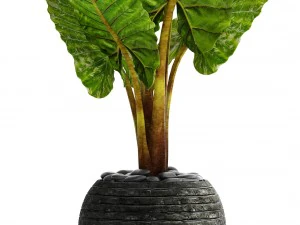 alocasia macrorrhiza 3D Model