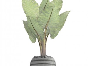 alocasia macrorrhiza Modelo 3D