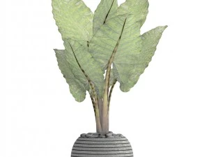 alocasia macrorrhiza 3D Model