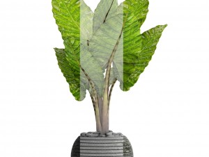 alocasia macrorrhiza Modelo 3D