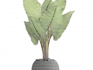 alocasia macrorrhiza Modelo 3D