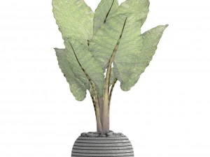 alocasia macrorrhiza 3D Model