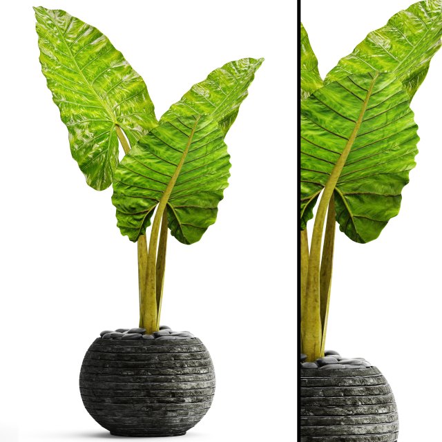 alocasia macrorrhiza 3D 模型 .c4d .max .obj .3ds .fbx .stl .blend 