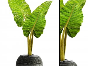 alocasia macrorrhiza 3D Model