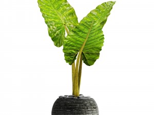 alocasia macrorrhiza 3D 模型