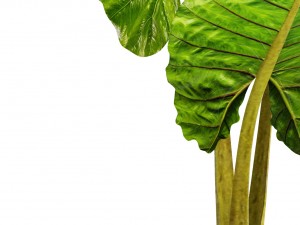 alocasia macrorrhiza 3D 模型
