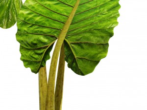 alocasia macrorrhiza 3D 模型
