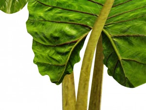 alocasia macrorrhiza 3D 模型
