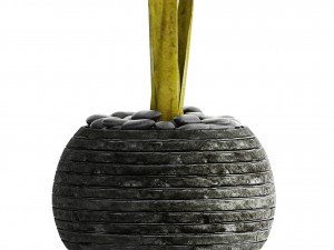 alocasia macrorrhiza 3D 模型