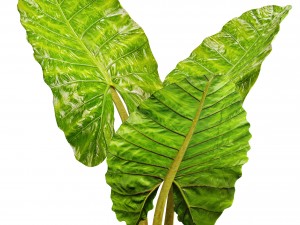 alocasia macrorrhiza 3D 模型