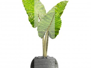 alocasia macrorrhiza 3D 模型