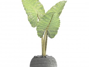 alocasia macrorrhiza 3D 模型