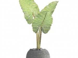 alocasia macrorrhiza 3D 模型