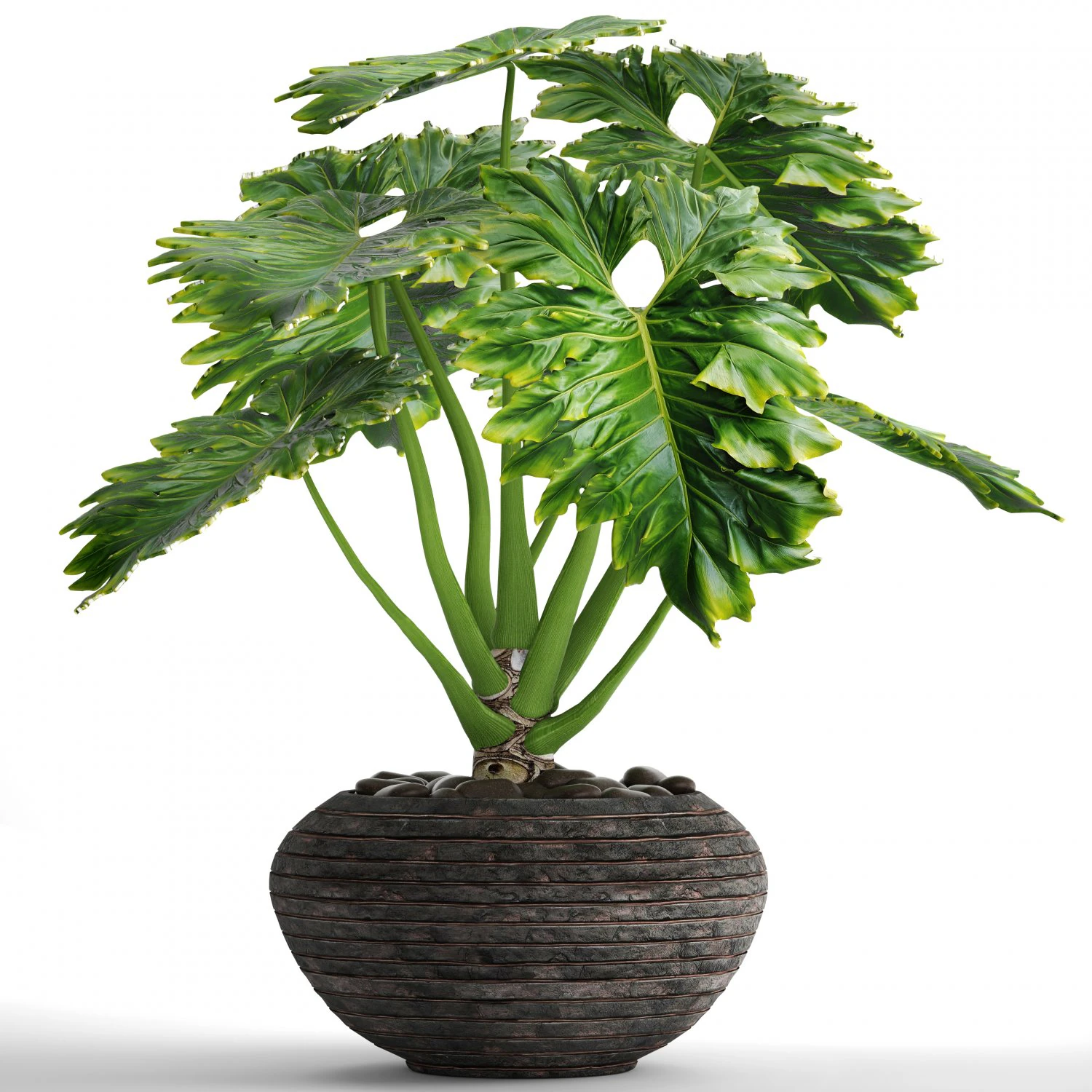 philodendron 3D Model .c4d .max .obj .3ds .fbx .stl .blend 