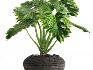 philodendron 3D Model