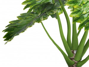 philodendron Model 3D