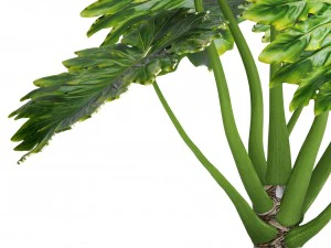 philodendron 3D Model