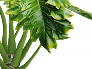 philodendron Model 3D