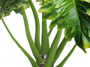 philodendron 3D Model
