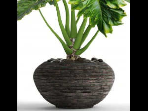 philodendron 3D Model
