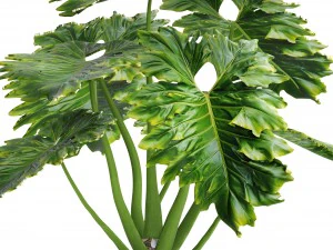 philodendron 3D Model