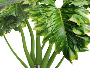 philodendron 3D Model