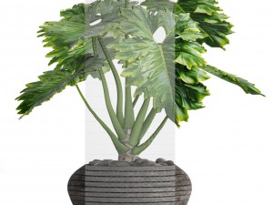 philodendron Model 3D