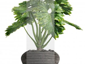 philodendron 3D Model