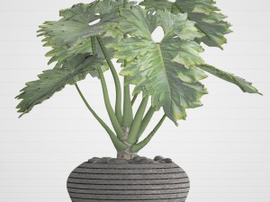 philodendron Model 3D