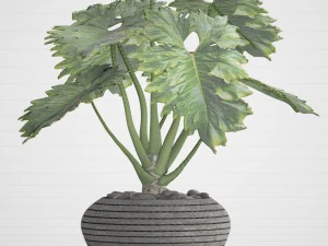 philodendron 3D Model
