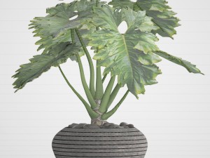 philodendron Model 3D