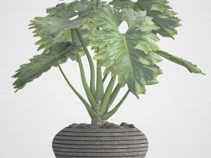philodendron 3D Model