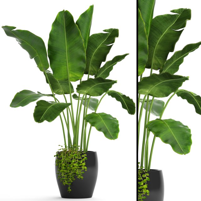 banana tree 3D 모델 .c4d .max .obj .3ds .fbx .stl .blend 