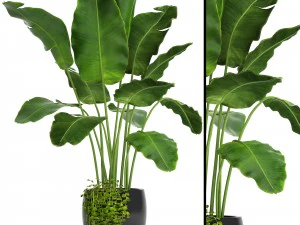 Bananenbaum 3D Modell