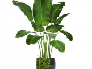 banana tree 3D 모델