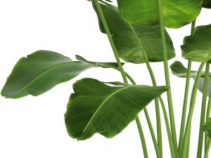 banana tree 3D 모델