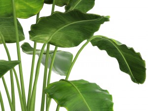 banana tree 3D 모델