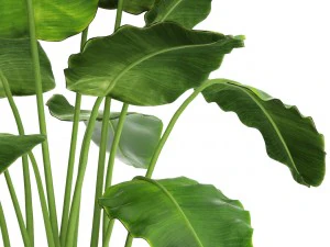 banana tree 3D Model
